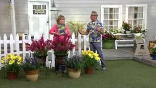 Cottage Farms Perpetuals Fragrant Garden 6-pc Set on QVC