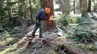 Conventional cut Douglas Fir 2 of 3