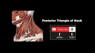 Posterior Triangle of the Neck #Anatomy #mbbs #education #bds #headandneckanatomy #posteriortriangle