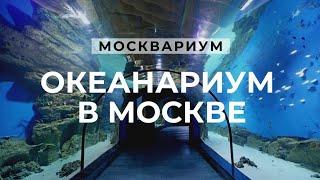 Океанариум в Москве «Москвариум» на ВДНХ (Oceanarium in Moscow)