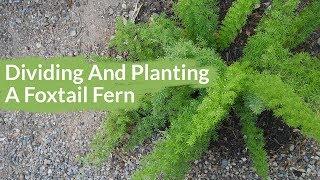 Getting 2 Plants From 1: Dividing & Planting A Foxtail Fern / Joy Us Garden