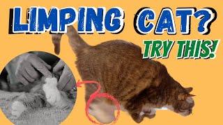 Limping Cat? Try this Holistic Antibiotic and Natural Pain Killer