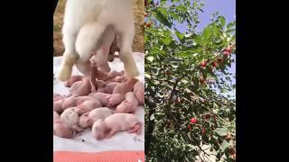 Rabbit growth - Baby BUNNY 1 To 15 Days