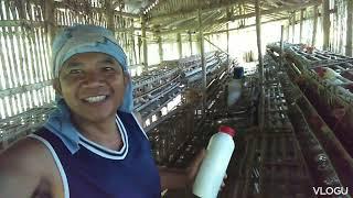 Ang pagpapakain ng aming palaitloging mga manok.
