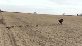 Polish Farmer Catches Wild Pig with Piglets