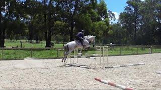 Gorgeous Grey Gelding Jumping