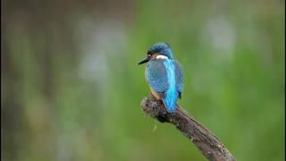 ijsvogel paar / Kingfishers Natuurkampeerterrein De Biezen