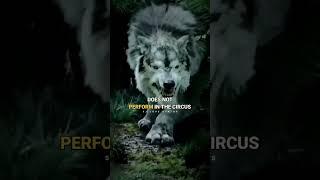 Wolf Attitude  WOLF motivation  Lion vs wolf #shorts #viral #motivation