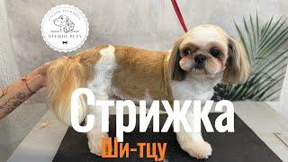 Стрижка ши-тцу/ груминг в домашних условиях #viral #dog #pet #собака #animal