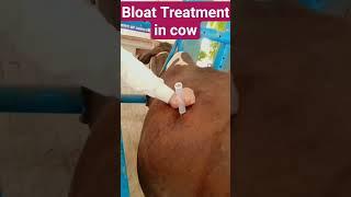 Tympany/Bloat in cow Treatment | Gases of rumen in cow relieved