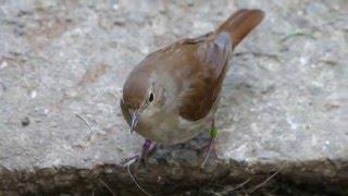 Mica Vasic - Nightingale Serenade...    Luscinia megarhynchos