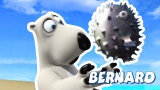 ‍️ BERNARD watch out for the FISH! | Full Episodes | VIDEOS and CARTOONS FOR KIDS