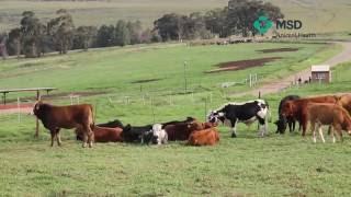 MSD Animal Health Cattle treatment techniques