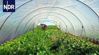 Regionale Landwirtschaft: Wenn Essen wieder was wert ist | die nordstory | NDR Doku