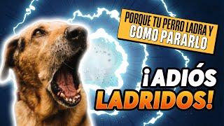 Porque tu PERRO LADRA [+3 SOLUCIONES para pararlo] #comportamientocanino #perros #psicologiacanina