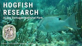 Hogfish Research in Dry Tortugas National Park