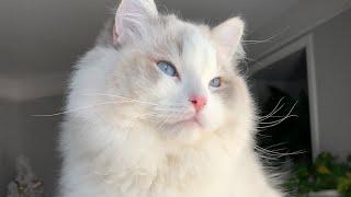 Get to Know Ghost from Pearl's Ragdolls