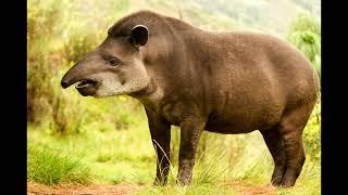 tapir sounds