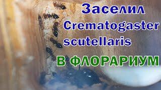 Заселил снова муравьёв в флорариум. Crematogaster scutellaris в уютном биотопе.