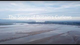 The Story of Britain's Curlews - Winter