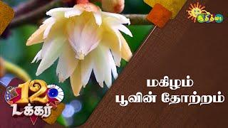 மகிழம் பூவின் சிறப்புகள் | 12 Tucker | Adithya TV