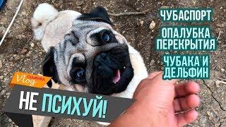 Виталя VS Глеб / Чубака и дельфин / Чубаспорт / ЧубаСтрой - строим дом в Крыму!