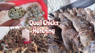 Animal Videos Yash Tv ||Quail Eggs and Chicks videos..