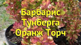 Барбарис тунберга. Краткий обзор, описание характеристик berberis thunbergii orange torch