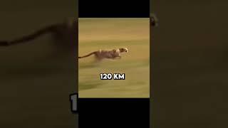 who is faster ? #race #fast #dog #cheetah #man #funny #unbelievable