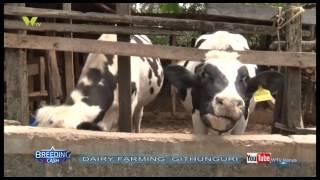 BREEDING CASH DAIRY FARMING GITHUNGURI