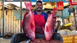 KASIMEDU  SPEED SELVAM | BIG RED SNAPPER FISH CUTTING VIDEO | IN KASIMEDU | FF CUTTING 