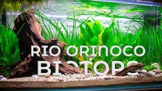 Rio Orinoco Biotope - Low Tech Aquascape!