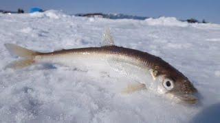 ЛОВ КОРЮШКИ В СЕРЕДИНЕ ДЕКАБРЯ НА ИМАНДРЕ. ЯГЕЛЬНЫЙ БОР. "SMELT FISHING IN MID-DECEMBER ON IMANDRA".