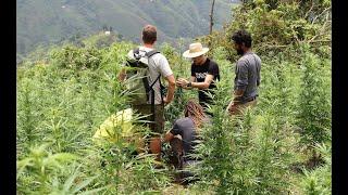 Strain Hunters RAW: Colombia - Behind the scene's with VICE - FULL LENGTH