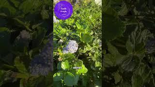 Earth People Plant of the Week—Ceanothus, aka California Lilac! 