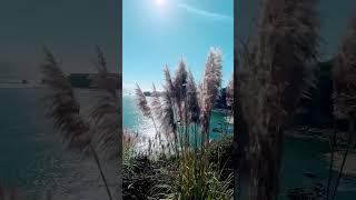 Бухта Форт Росc  &&&  Fort Ross Cove