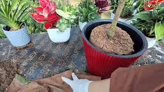 Камелия гулини парвариши