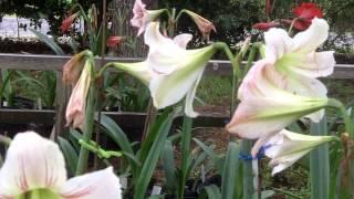 Amaryllis Hippeastrum Vittatum