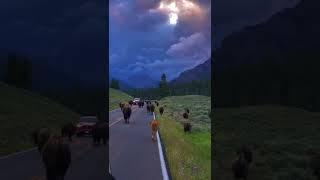 My surreal morning in Yellowstone via ani__mel tiktok