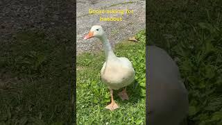 Goose asking for handout