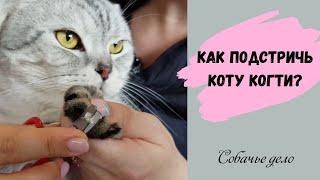 Стрижка когтей коту. Как подстричь когти самостоятельно?