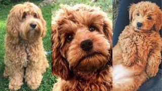 Cockapoo | Funny and Cute dog video compilation in 2022.