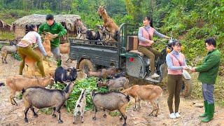 Buying Farmer’s Goat Herd and Transporting by 3-Wheel Truck to Sell at Market - Farm Life