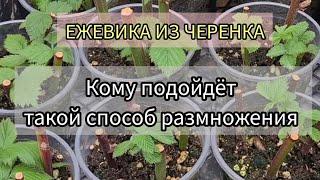 Размножение ежевики черенком. Кому подойдёт этот способ