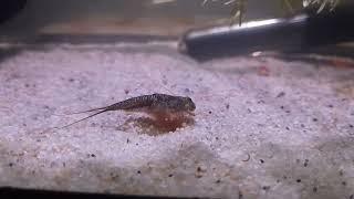 Triops Newberryi | 11 Tage alt und schon wunderschön gefärbt