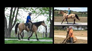 Registered Missouri Foxtrotter Gaited Buckskin Trail Mare For Sale