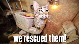 We Found and Rescued CATS from an Abandoned Hoarder House!