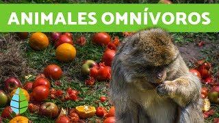 Cuales son los ANIMALES OMNÍVOROS - Que COMEN los animales