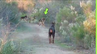 UNBELIEVABLE DOBERMAN FACE WOLVES