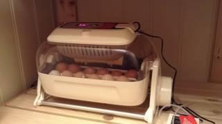 Egg Hatching Incubator Timelapse